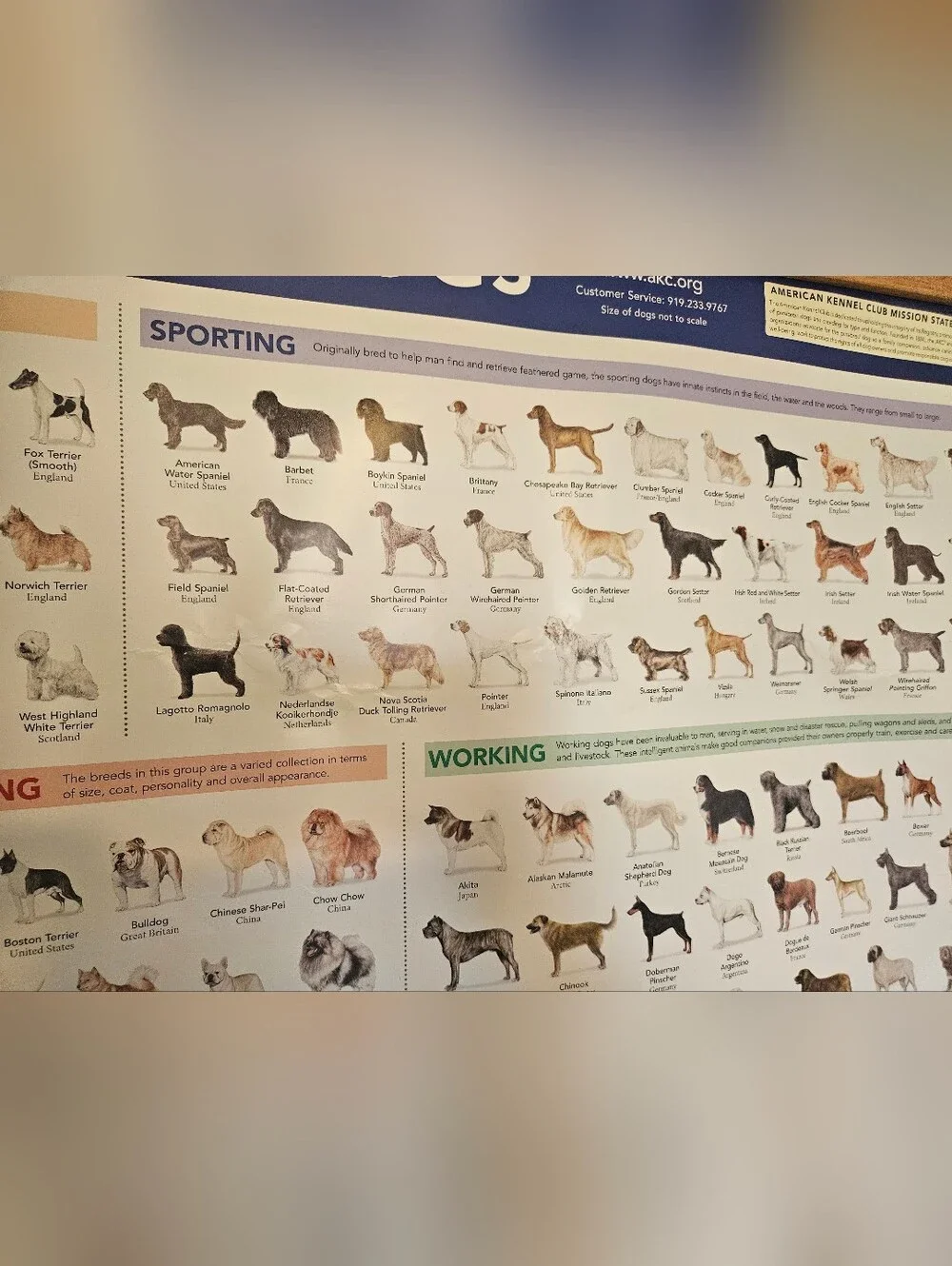 Guide to Purebred Dogs Poster - Blue